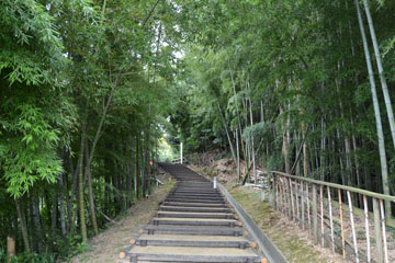 小六坂の竹林