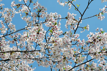 Cherry Blossoms